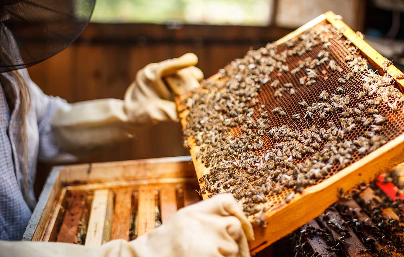 Bienenstock mit Bienen.